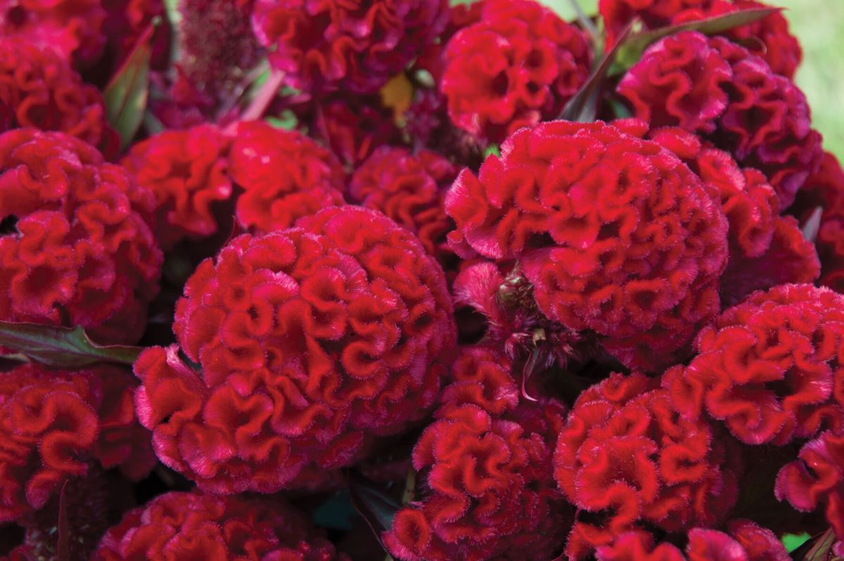 Red Flame – Organic Celosia Seed